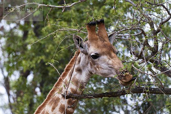 Giraffe (Giraffa Camelopardalis)  Kapama Game Reserve  Südafrika  Afrika