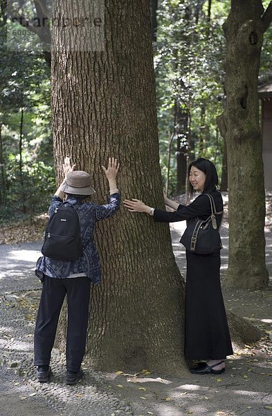 Japanischen Shinto-Religion versteht  dass alle Objekte verfügen über einen Geist  einschließlich die Energie in einen Baum  Japan  Asien