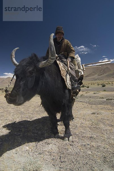 Mann Reiten ein Yak  Pamir Highway  Tadschikistan  Zentralasien  Asien