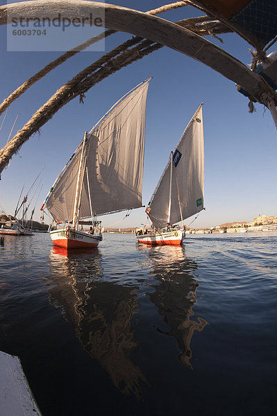 Feluccas Segeln auf dem Nil bei Assuan  Ägypten  Nordafrika  Afrika