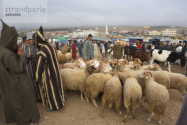 Tier Markt  in der Nähe von Tetouan  Marokko  Nordafrika  Afrika
