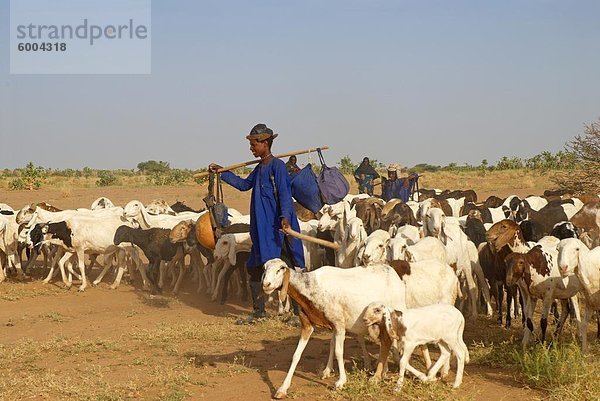 Wodaabe (Bororo) Mann  Fulbe Nomaden mit Herde von Ziegen  Niger  Westafrika  Afrika