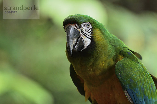 Porträt von Macaw  Lok Kawi Wildlife Park  Sabah  Borneo  Malaysia  Südostasien  Asien