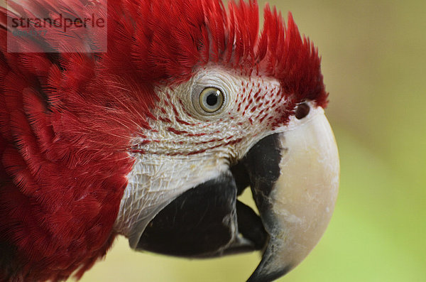 Porträt von Macaw  Lok Kawi Wildlife Park  Sabah  Borneo  Malaysia  Südostasien  Asien