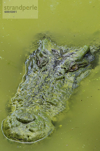 Salzwasser oder Flussmündungen Krokodil (Crocodylus Porosus)  Sarawak  Borneo  Malaysia  Südostasien  Asien