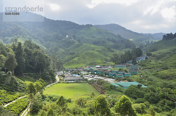 Tee-Plantage  Cameron Highlands  Perak  Malaysia  Südostasien  Asien