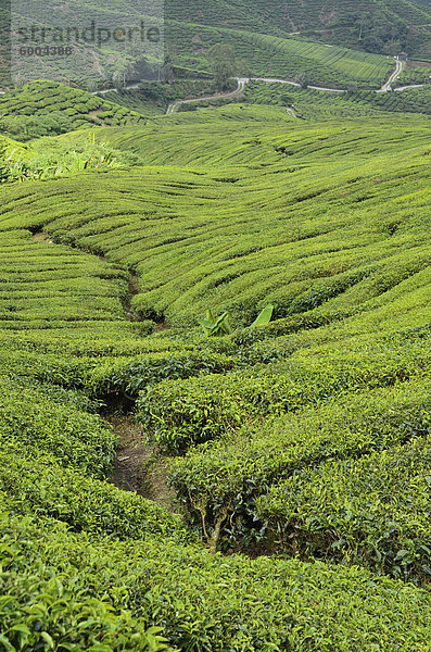 Tee-Plantage  Cameron Highlands  Perak  Malaysia  Südostasien  Asien