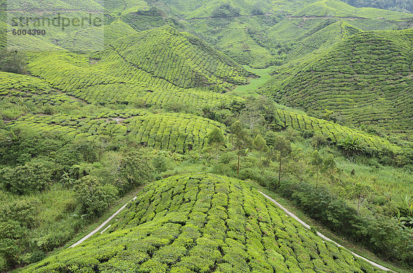 Tee-Plantage  Cameron Highlands  Perak  Malaysia  Südostasien  Asien