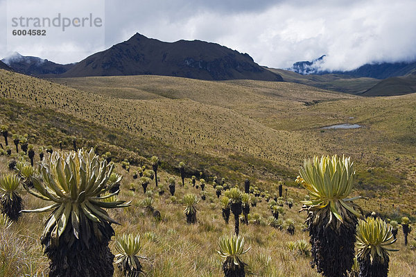 Frailejone Pflanzen in Los Nevados Nationalpark  Salento  Kolumbien  Südamerika