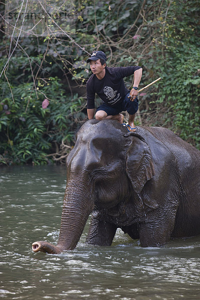 Elefanten im Fluss  Chiang Mai  Thailand  Südostasien  Asien
