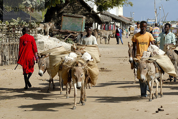Esel transportieren  Altstadt  UNESCO-Weltkulturerbe  Lamu Insel  Kenia  Ostafrika  Afrika