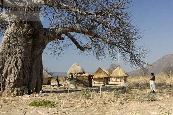 Traditionelle Siedlung und großen Baobab-Baum in der Nähe von Lake Kariba  Zimbabwe  Afrika