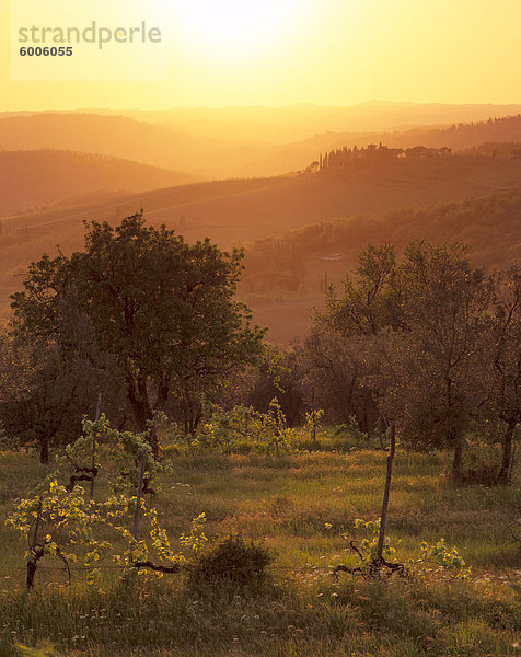 Sonnenuntergang über Weinberge in der Nähe von Panzano in Chianti  Chianti  Toskana  Italien  Europa