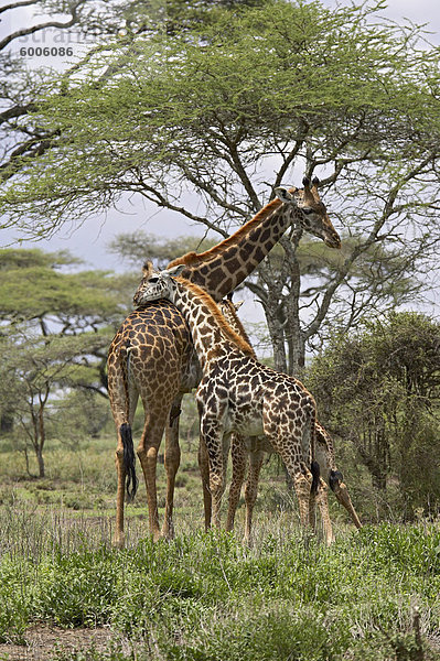 Masai-Giraffe (Giraffa Camelopardalis Tippelskirchi) Mutter und junge  Serengeti Nationalpark  Tansania  Ostafrika  Afrika