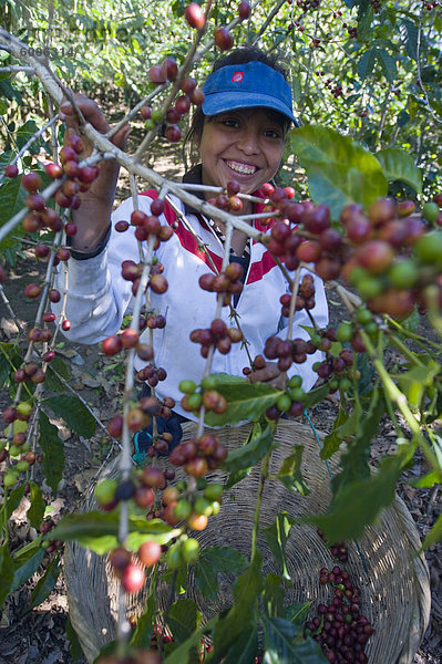 Kaffee Farbauswahl  San Salvador  El Salvador  Mittelamerika