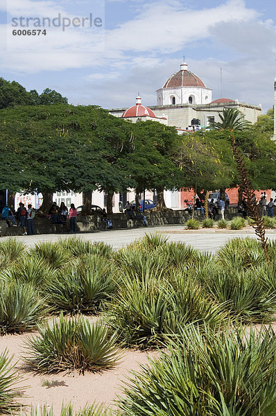 Agave Pflanzen verwendet für die Herstellung von Mezcal  Oaxaca City  Oaxaca  Mexiko  Nordamerika