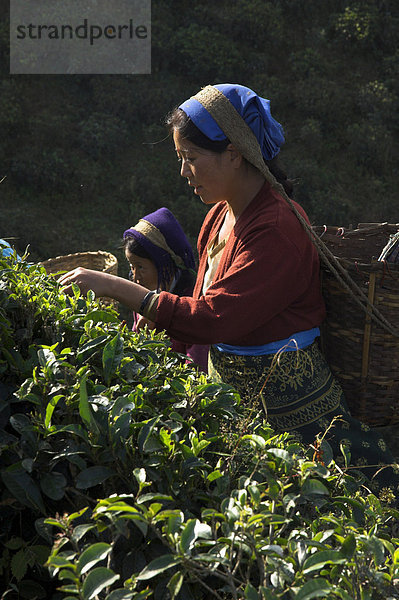 Frauen zupfen Tee bei Singtom Teegarten  Darjeeling  Westbengal Zustand  Indien  Asien