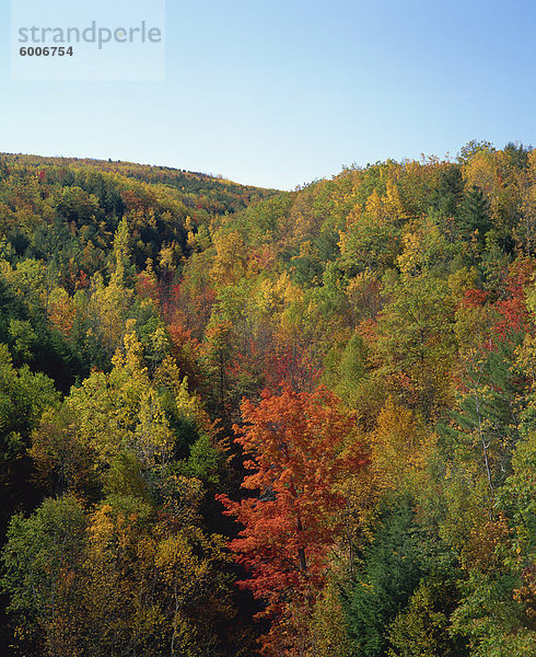 Bäume im Herbst Farben in Wäldern in Acadia National Park  Maine  New England  Vereinigte Staaten von Amerika  Nordamerika