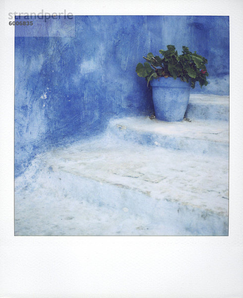 Polaroid der Geranie in blau lackiert Pflanztopf auf Schritte gegen Bluewashed Wand  Kasbah des Oudayas  Rabat  Marokko  Nordafrika  Afrika