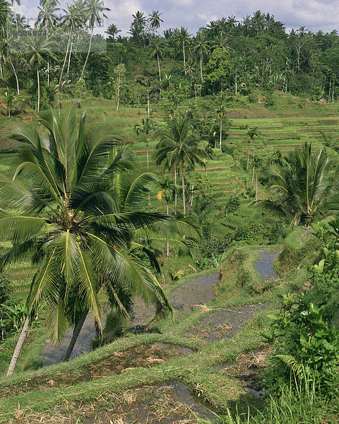 Landschaft mit Palmen und Reisterrassen auf Bali  Indonesien  Südostasien  Asien