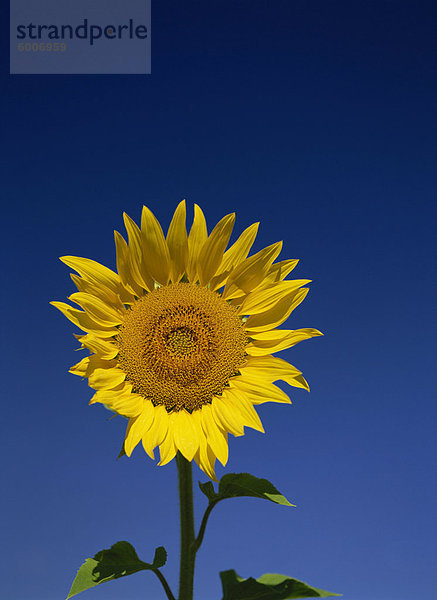 Eine Sonnenblume (Helianthus Annuus)  Provence  Frankreich  Europa