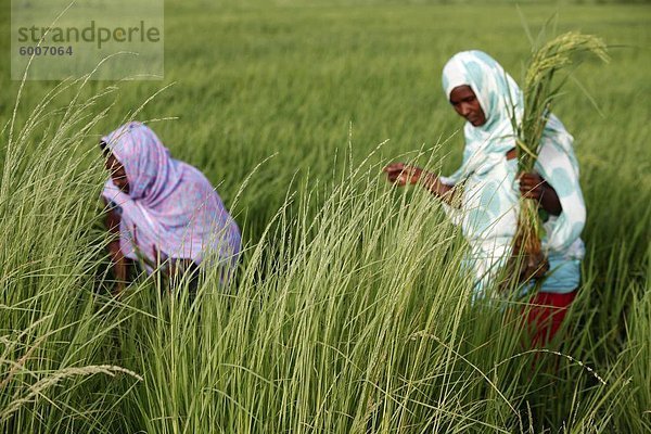 Senegalesischer Mitglieder einer Landwirtin Gruppe  die ein Darlehen von FEPRODES Mikrofinanz-Agentur  Souloul  Senegal  Westafrika  Afrika zu erhalten