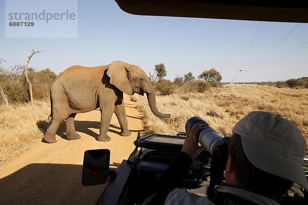 Afrikanischen Elefanten vor Safari Fahrzeug  Madikwe Game Reserve  Madikwe  Südafrika  Afrika