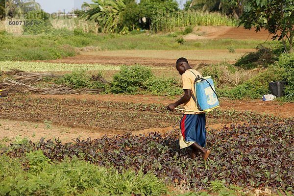 Afrikanischen Bauern  Togo  Westafrika  Afrika