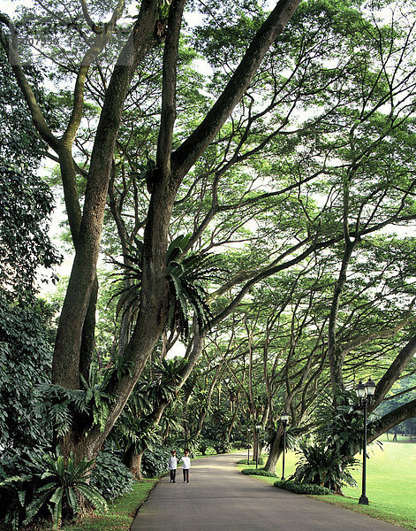 Straße mit Raintree im Istana in Singapur  Südostasien  Asien