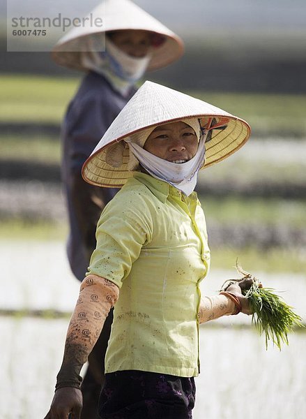 Frauen  die Anpflanzung von Reis im Reisfeld  Vietnam  Indochina  Südostasien  Asien