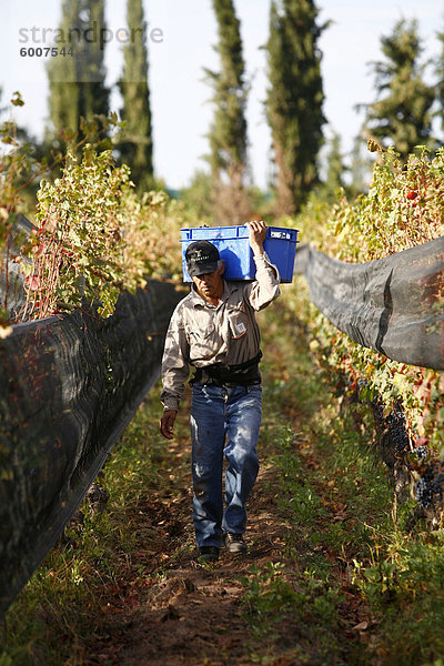 Man arbeitet auf dem Weingut während der Ernte Zeit  Mendoza  Argentinien  Südamerika