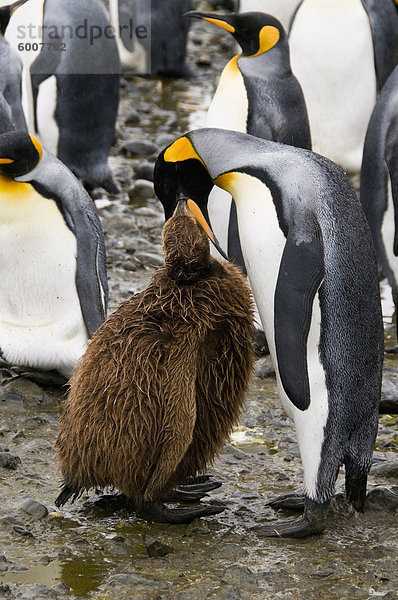 König Pinguine  Salisbury Plain  Südgeorgien  Süd-Atlantik