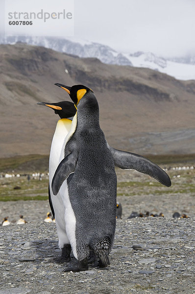 König Pinguine  St. Andrews Bay  Südgeorgien  Süd-Atlantik