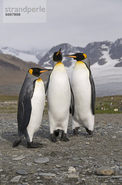 König Pinguine  St. Andrews Bay  Südgeorgien  Süd-Atlantik