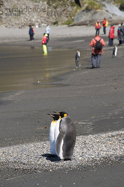 King Pinguine  Moltke Harbour  Royal Bay  Südgeorgien  Süd-Atlantik