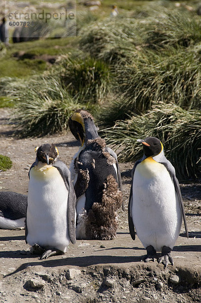 King Pinguine Fellwechsel  Moltke Harbour  Royal Bay  Südgeorgien  Süd-Atlantik