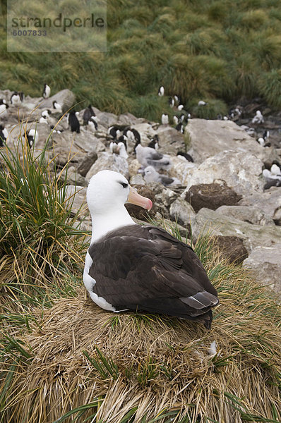 Schwarz Granada Albatross  West Point Island (Falklandinseln)  Südamerika