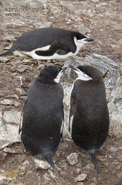 Zügelpinguin Pinguine  Hannah Point  Livingstone Island  South Shetland Islands  Polarregionen