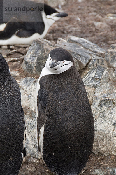Zügelpinguin Pinguine  Hannah Point  Livingstone Island  South Shetland Islands  Polarregionen