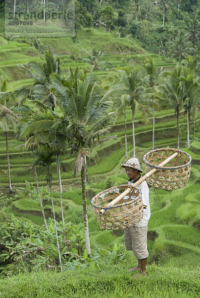 Reis-Terrassen in der Nähe von Tegallalang Village  Bali  Indonesien  Südostasien  Asien