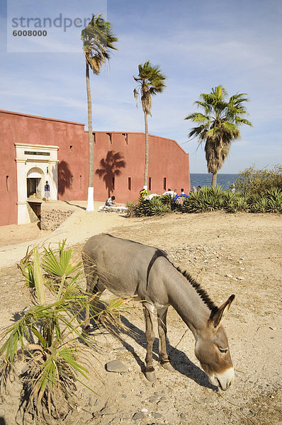 D'Estr•À es Fort heute ein Museum der Sklaverei  Goree Island  UNESCO-Weltkulturerbe  in der Nähe von Dakar  Senegal  Westafrika  Afrika