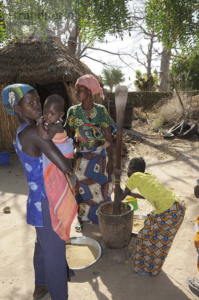 Stampfen Hirse  Serer (Serere) Tribal Village  Senegal  Westafrika  Afrika