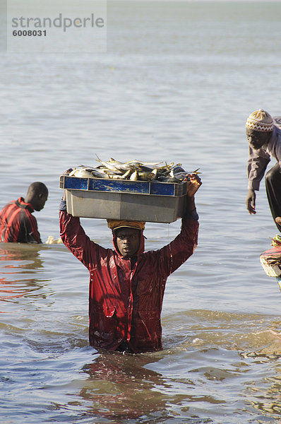 Entladen Fischerboote (Pirogen)  Mbour Fischmarkt  Mbour  Senegal  Westafrika  Afrika