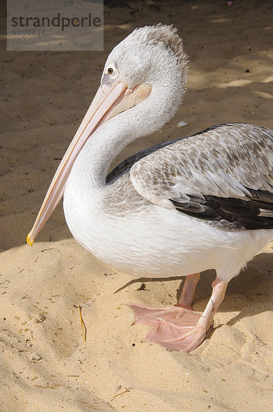 Pelikane am Strand von Saly  Senegal  Westafrika  Afrika