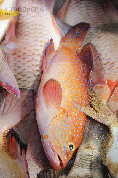 Fische  Saly  Senegal  Westafrika  Afrika