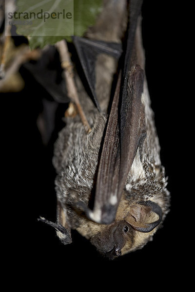 Weißgraue Fledermaus (Lasiurus Cinereus)  in Gefangenschaft in der Nähe von Portal  Arizona  Vereinigte Staaten von Amerika  Nordamerika