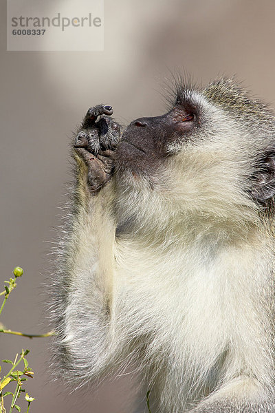 Südliche Grünmeerkatze (Chlorocebus Aethiops)  Krüger Nationalpark  Südafrika  Afrika