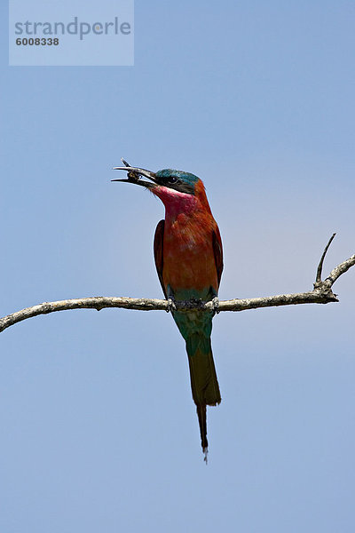 (Südliche) Carmine Bienenfresser (Merops Nubicoides) mit einem Insekt  Krüger Nationalpark  Südafrika  Afrika