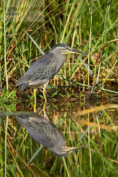 Green aufgepeppten Reiher (Butorides Striatus)  Krüger Nationalpark  Südafrika  Afrika