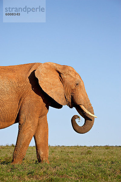 Afrikanischer Elefant (Loxodonta Africana)  Addo Elephant National Park  Südafrika  Afrika